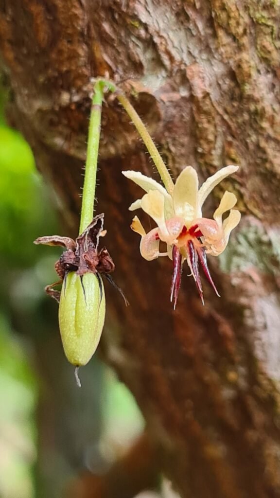 a bug on a flower